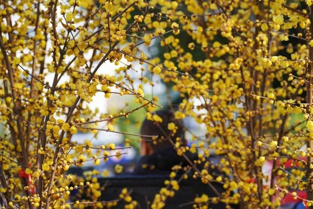 冬日限定浪漫！这抹“金黄暗香”，你打卡了吗？