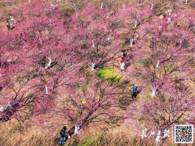 硚口好大一片花海，免费开放