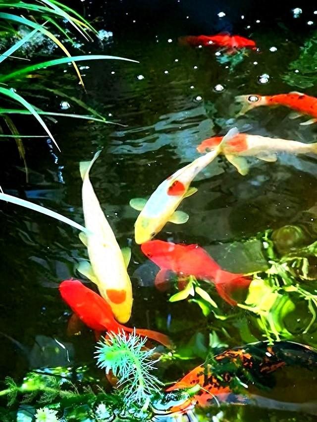 哪些鱼适合养在办公场所（十大风水鱼排名家庭公司适合养什么风水鱼催财又旺运）