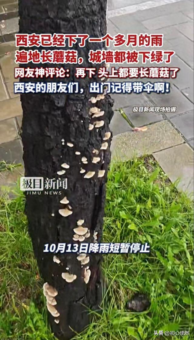 西安停雨惊现奇景！街头长蘑菇，大雁塔竟"受潮"