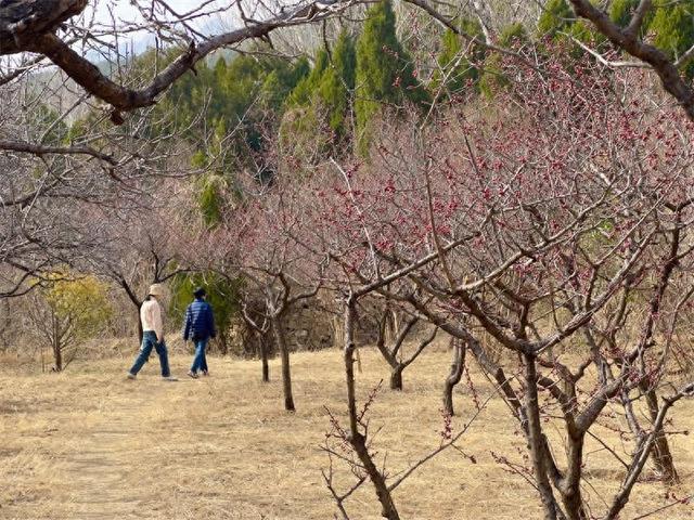 泰山梅园春意浓 梅花绽放引客来