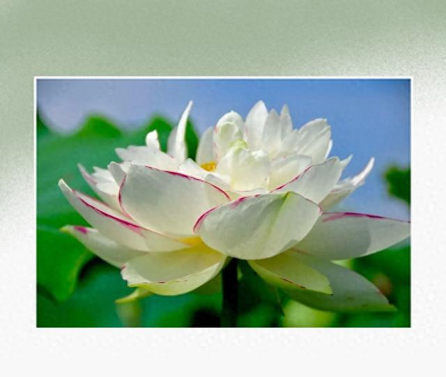 初秋 | 芦花伴荷 山水成诗