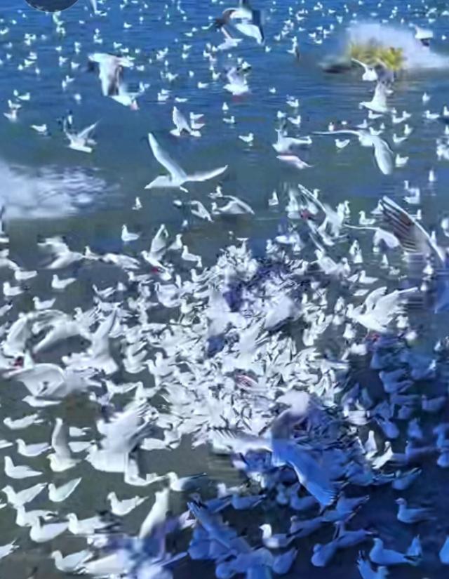 每年秋天，昆明滇池被红嘴鸥“占领”，场面绝了！