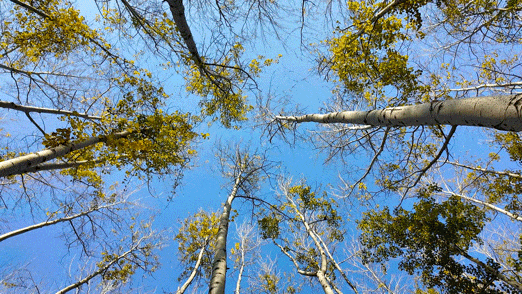 顺义白杨林：把冬日浅金，织进一帧鎏金诗篇里