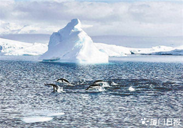 南极旅游旺季将至，厦门有旅行社推出“早鸟优惠”