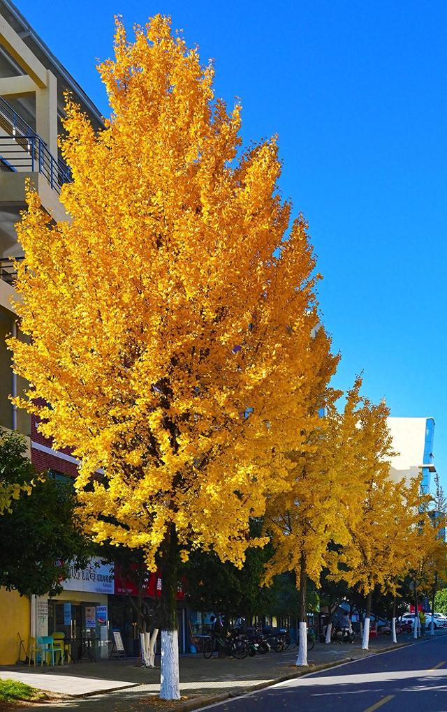 满园银杏落秋风！黄石这些地方进入颜值巅峰期