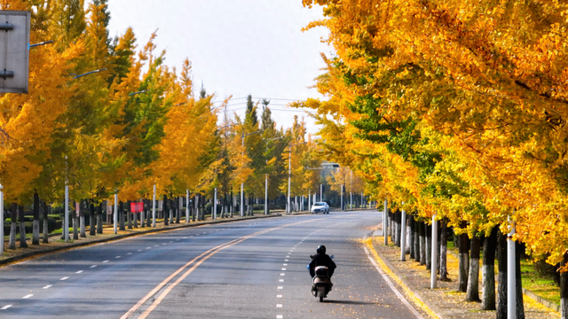 落叶缓扫！在什邡邂逅初冬的“杏”好时光