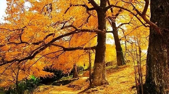 接下来的安陆，含“金”量超标！