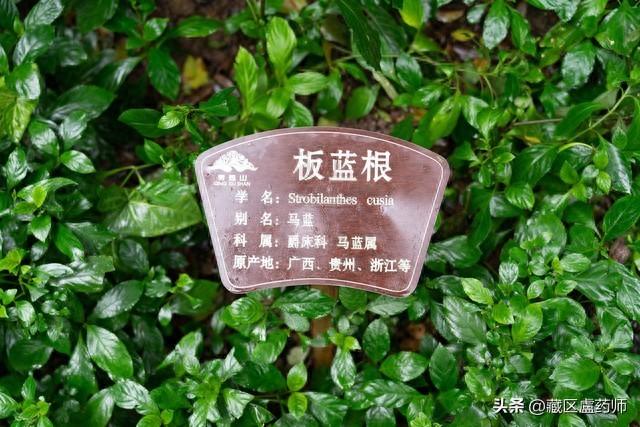 针明洁