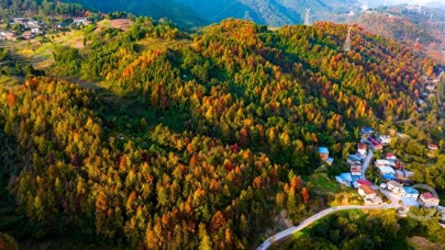 忠县彩林，解锁色彩斑斓的冬日美景！