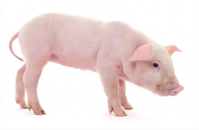 2026属猪人转运九喜临门稳抓丰收