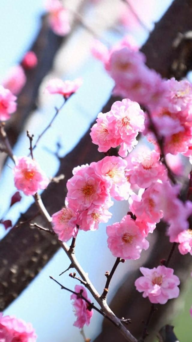 邂逅“梅”好时光！昆明超详细赏梅攻略来了