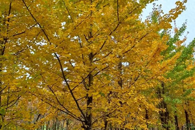 持续两周时间！修文县银杏林迎来最佳观赏期