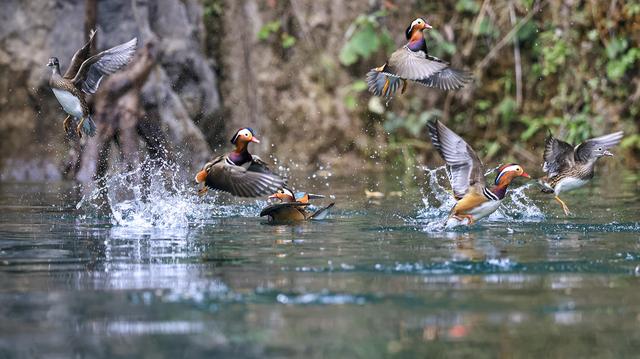 贵州铜仁：天生桥大峡谷迎来越冬鸳鸯