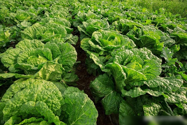 7月底到8月适合种什么菜？这些要赶紧种植了，别错过最佳播种时间