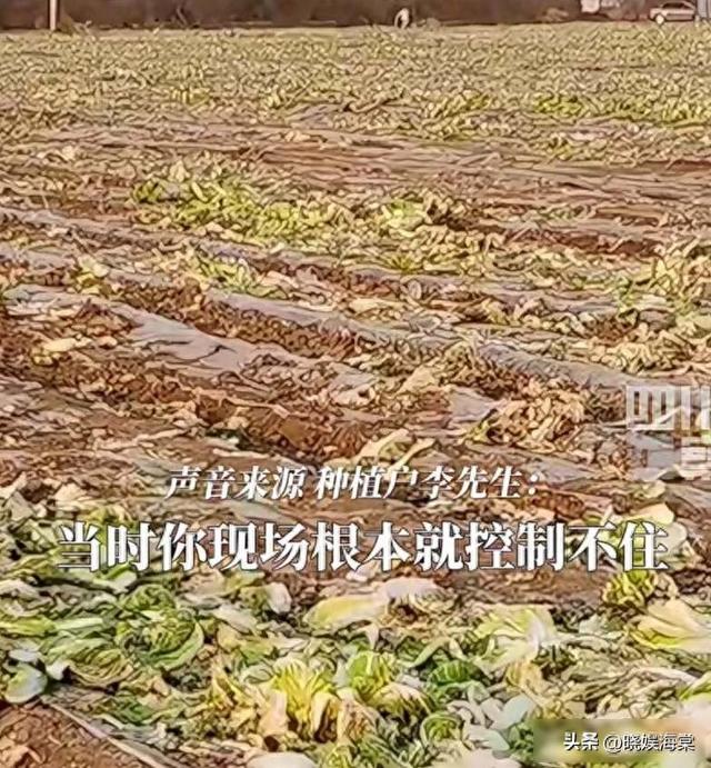 200亩白菜遭哄抢后续：损失超百万	，菜农发声，更过分的还在后面