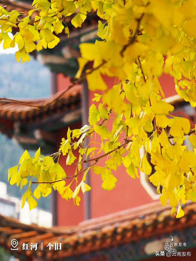 壁纸上新！云南银杏树集体换上绝美金装