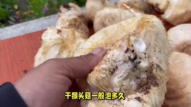干猴头菇需要泡多久（干猴头菇泡多久）