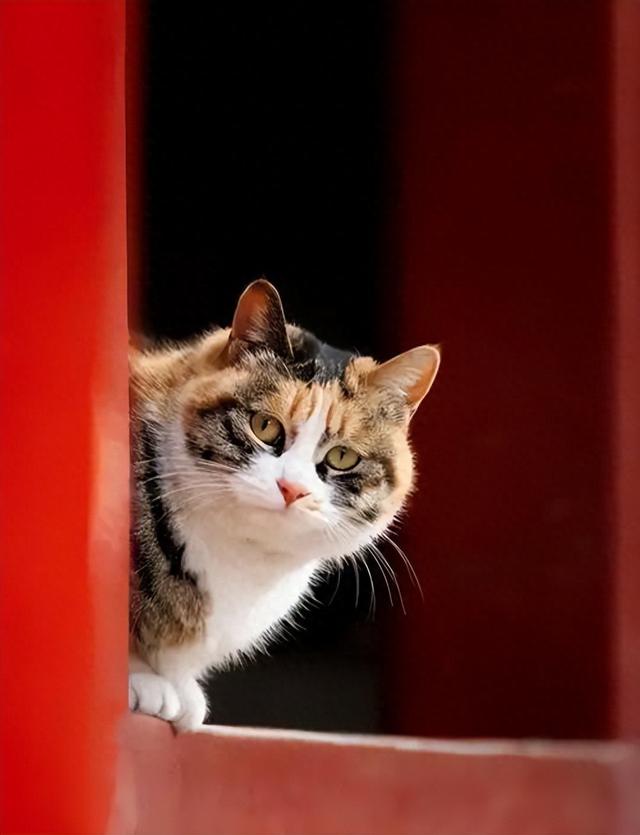 故宫里的宫猫火了！白天当网红，晚上做保安，背后还有600年编制