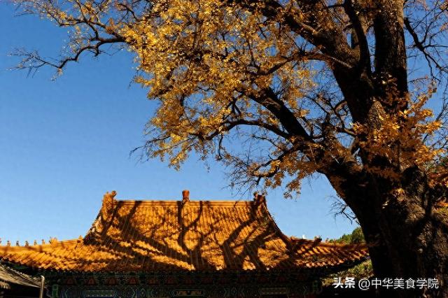 淌豆寺：怪怪的名字，孤傲的千年银杏