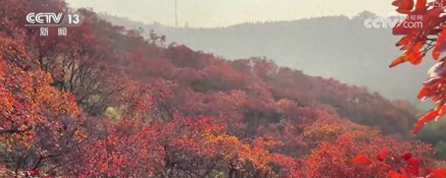 “斑斓秋色+新潮玩法”点燃赏秋游新热力 文旅新消费活力十足