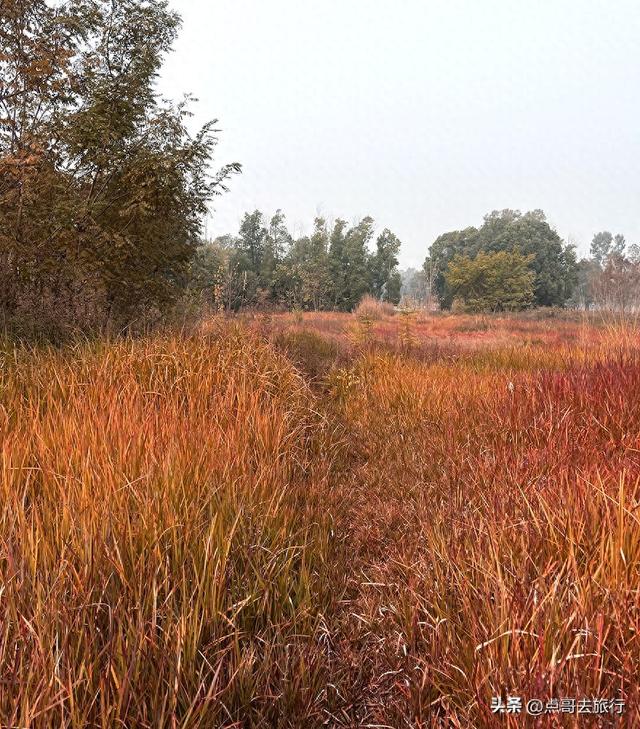成都青龙湖又“开盲盒”，红色草海美到惊叹，不要门票！