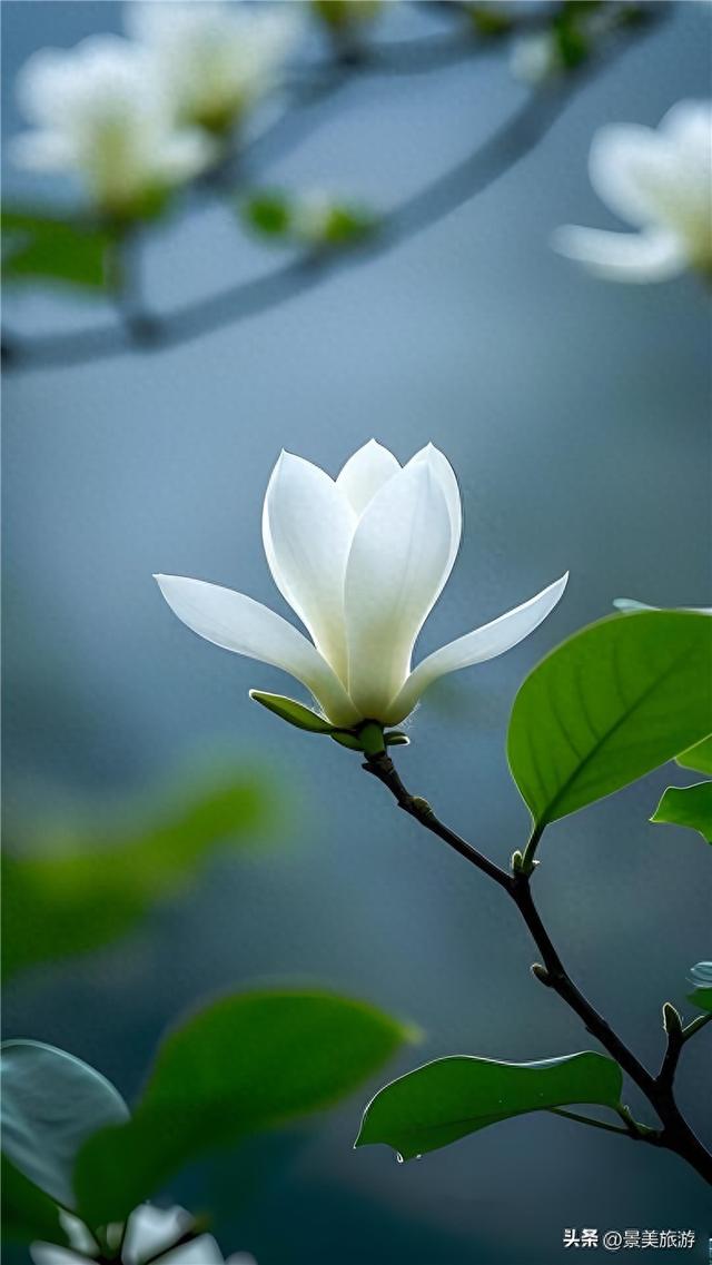 佛山卡玛缤纷花世界玉兰花秋天绽放