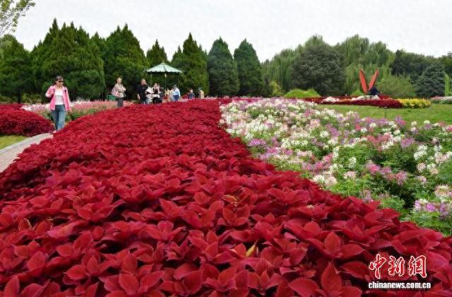国庆中秋假期里的“花地毯”——石家庄植物园草花扮靓金秋