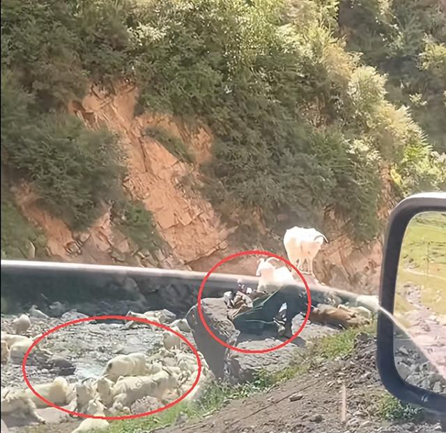 网友拍下惬意一幕，大叔和牧羊犬放羊时候睡着，羊群在旁边也不跑