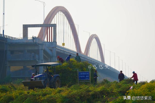 深秋时节，襄阳东津镇上营村的野菊花基地美得正盛
