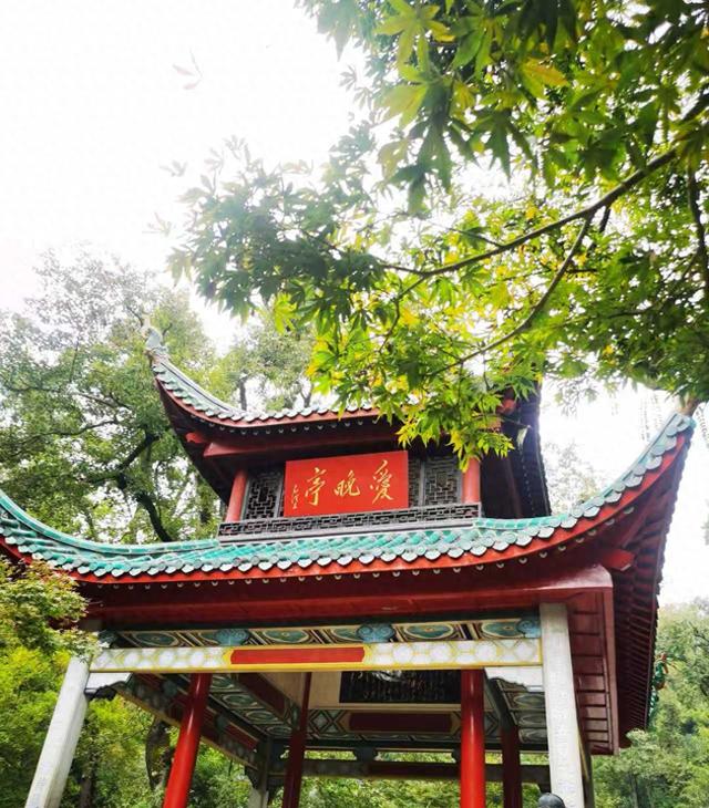 从爱晚亭捡来一枚红叶