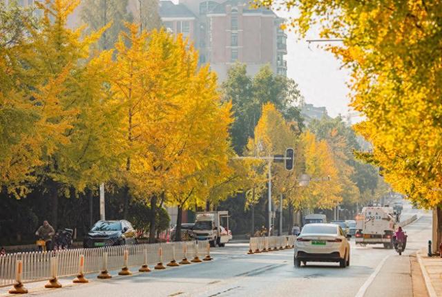 武汉武昌:首义路银杏“黄金大道”引打卡热潮，“落叶缓扫”守护江城秋日诗意