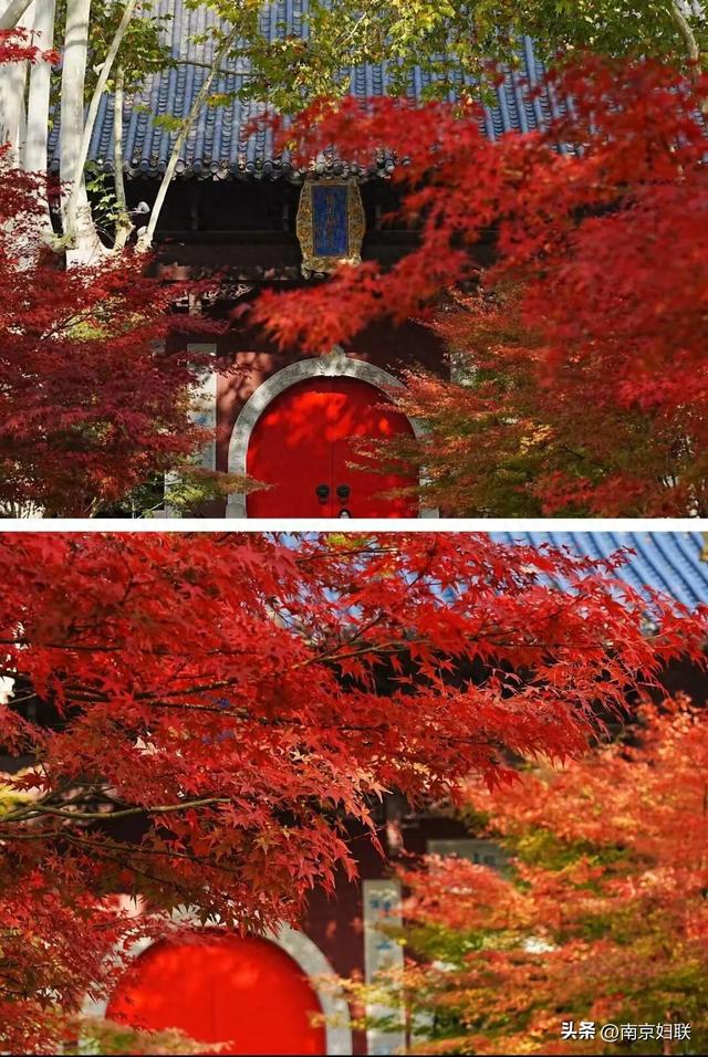 人在南京，红叶正盛，等你来～