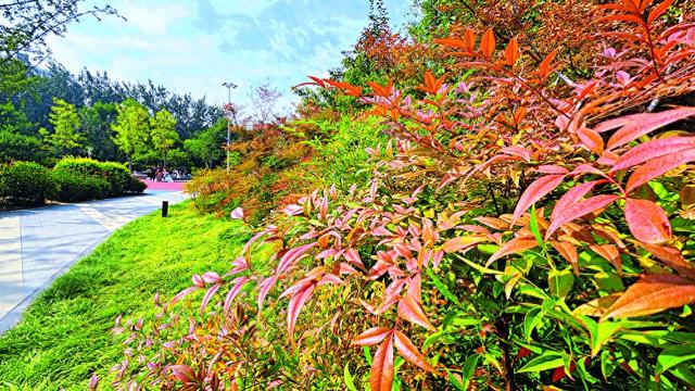 红果红叶绘就秋冬浪漫画卷 裕东公园南天竹迎来最佳观赏期