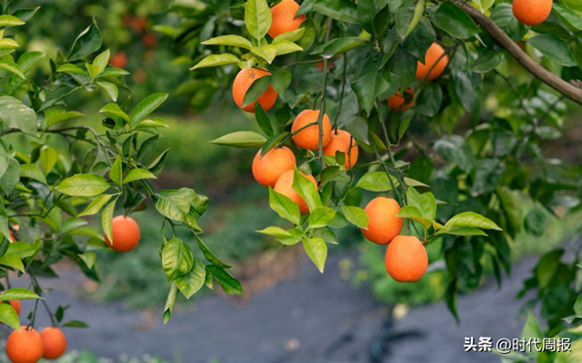 国科优选：以商业向善之力	，绘就乡村振兴新图景