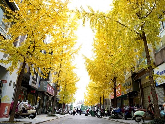 巢湖百米步行街化身金色长廊