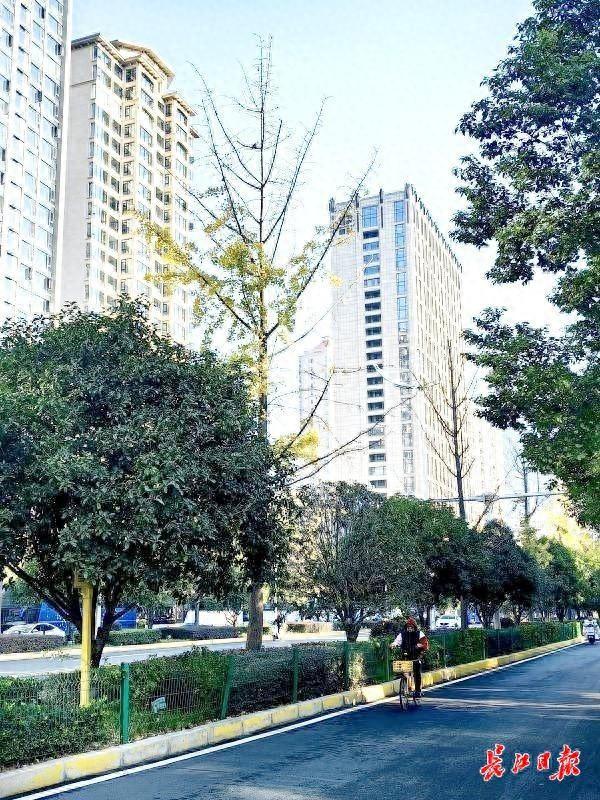 武汉街头4万株银杏披上“黄金甲”，这些地方是最佳观赏点