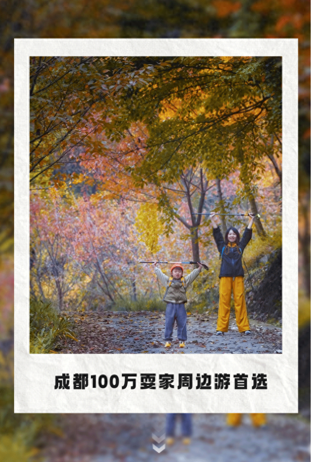 黄了！彩了！1h刹拢成都最近赏秋地，徒步拿奖牌、邂逅古寺银杏！老街美食好吃惨！