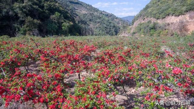 花季打卡石屏横山村 ：藏在山间的那一抹红