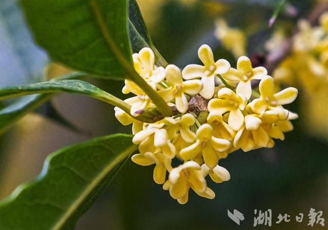 咸宁桂花盛放 全城浸在香甜里