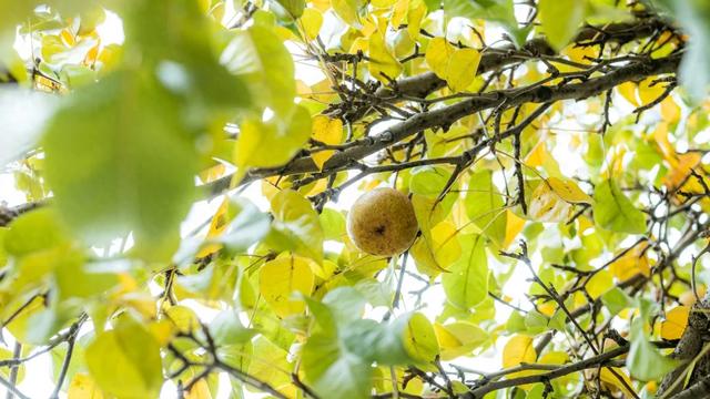 北京最新秋日打卡地 · 再看要等明年 北京最新秋日打卡地 · 再看要等明年