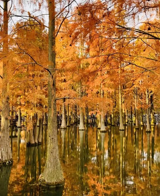 上海赏秋全攻略：12处宝藏地+4条Citywalk，承包申城的金色浪漫。