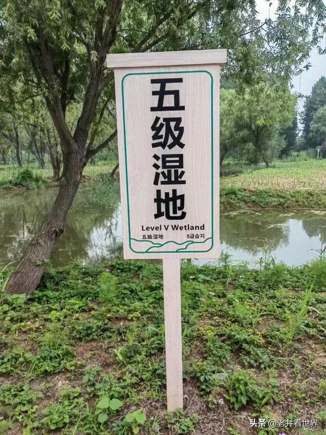 我在微山湖湿地‖胡成江