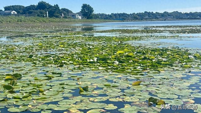 松原莲花源：塞北江南的千亩莲海与湿地秘境