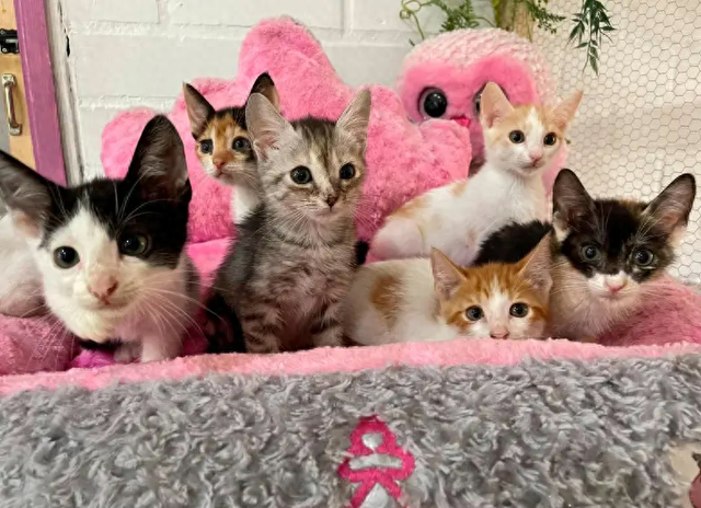 颠覆旧识：家猫并非随农夫北上，基因研究揭示两千年前北非身世