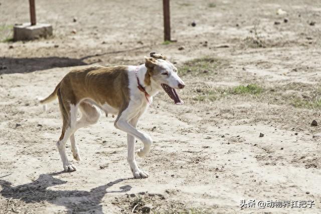 猎兔犬是什么狗（挑战每天认识一种狗今日猎兔犬）