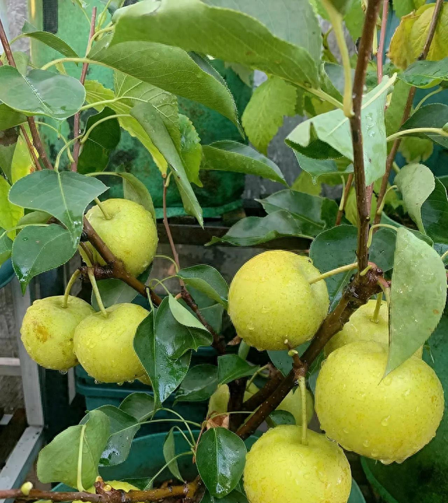 “阴树不入门，阳树不入坟”，哪些是阴树和阳树？早了解别种错！