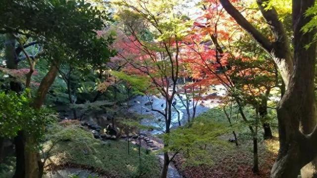 TADA东京美术塾| 懒人福利篇｜东京市内随时打卡红叶景点TOP10