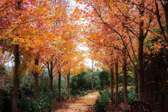 昆明新增赏秋新地标 来石林天外天红枫园感受春城当季浪漫之旅