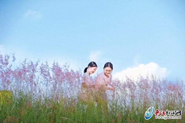 晋江这个公园的粉色花海太美了！